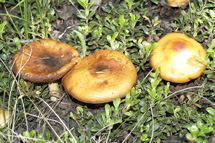 unknown mushroom