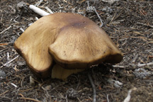 unknown mushroom