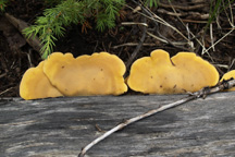 unknown mushroom