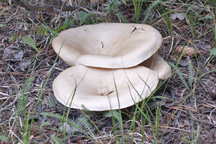 unknown mushroom