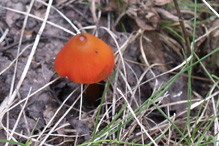 Hygrocybe conica