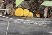 unknown mushroom