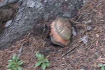 unknown mushroom