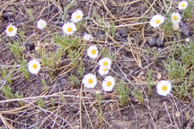 Erigeron flagellaris