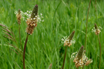Plantago lanceolata
