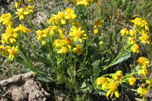Packera dimorphophylla