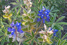 Lupinus pusillus