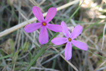 Phlox longifolia