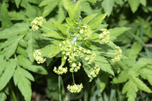 Osmorhiza  occidentalis