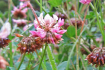 Trifolium hybridum