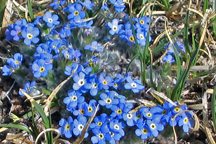 Eritrichum aretiodes