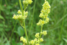 Heuchera parvifolia