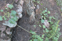 Heuchera parvifolia