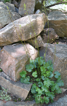 Heuchera parvifolia