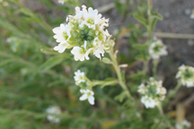 Berteroa incana