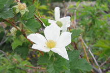 Oreobatus delicosus