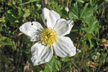 Oreobatus delicosus