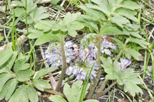 Hydrophyllum capitatum
