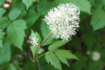 Actaea rubra
