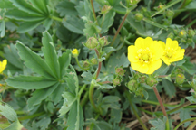 Potentilla pulcherrima
