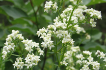 Galium septentrionale