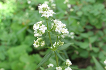 Galium septentrionale