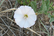 Convolvulus arvensis