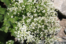 Cardamine cordifolia