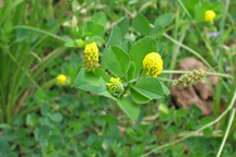 Medicago lupulina