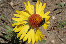 Gaillardia aristata
