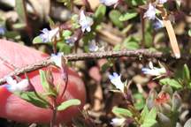 Collinsia parviflora