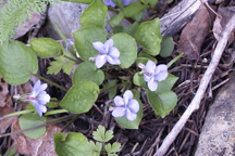 Viola adunca