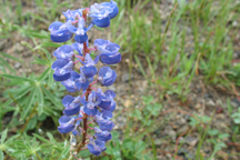 Lupinus bakeri bakeri