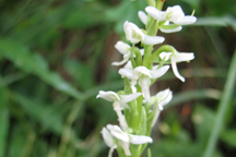Platanthera dilatata