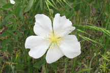 Oreobatus delicosus