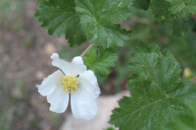 Oreobatus delicosus