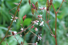 Saxifraga odontoloma
