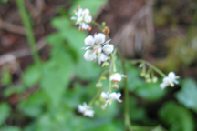 Saxifraga odontoloma