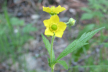 Geum macrophyllum