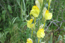 Linaria genistifolia dalmatica