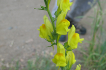 Linaria genistifolia dalmatica