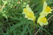 Linaria vulgaris