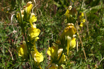 Linaria genistifolia dalmatica