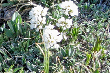 Noccaea montana