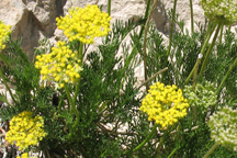 Musineon tenuifolium