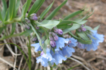Mertensia ciliata