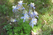 Aquilegia coerulea