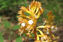 Corallorhiza maculata