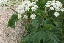 Heracleum sphondylium montanum
