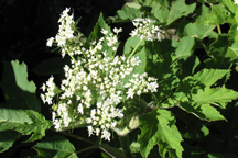Heracleum sphondylium montanum